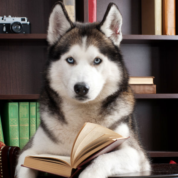 husky studying