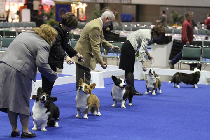 purina dog show 2019