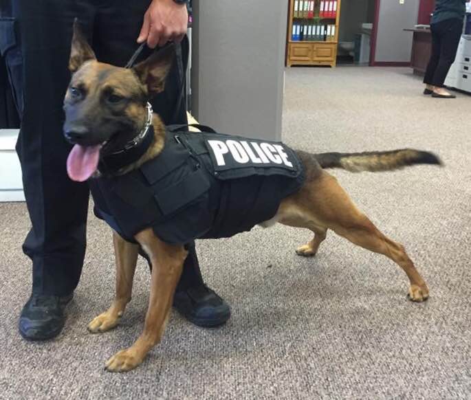 k-9 ricky in his new vest