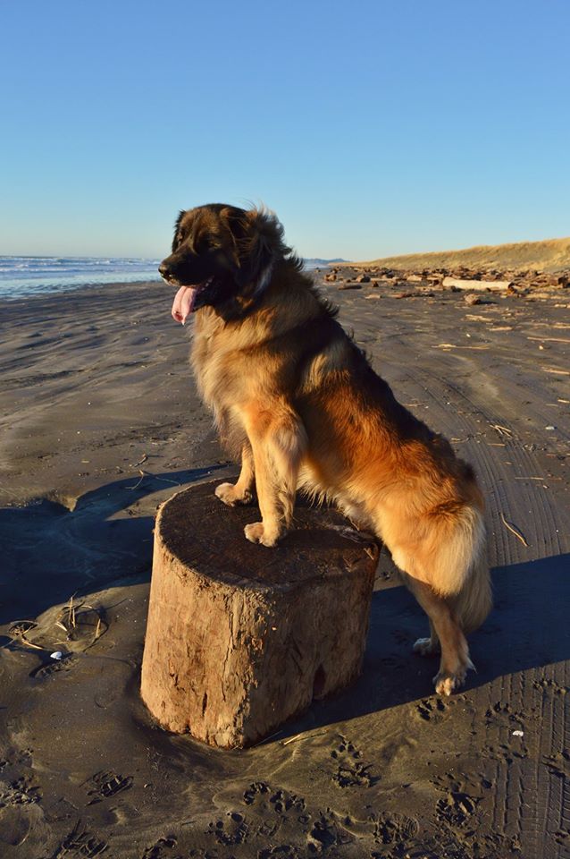 leonberger