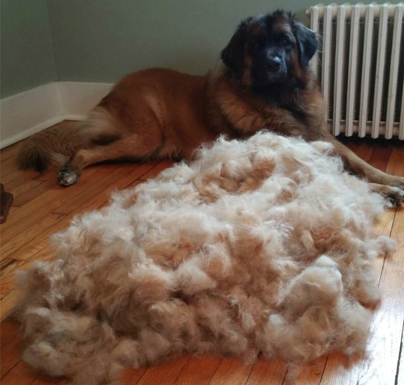 newfoundland dog shedding