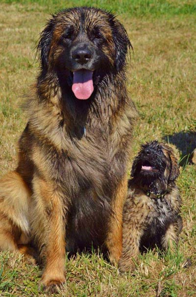 leonberger and pup