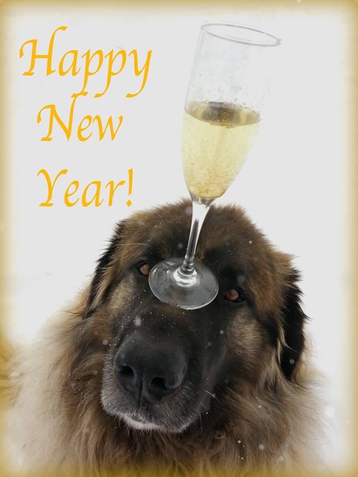 leonberger new year