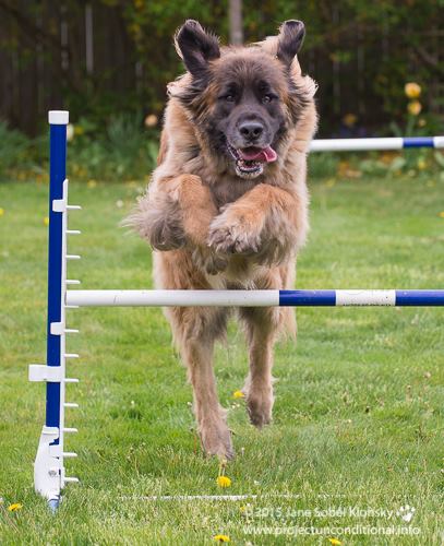 leonberger