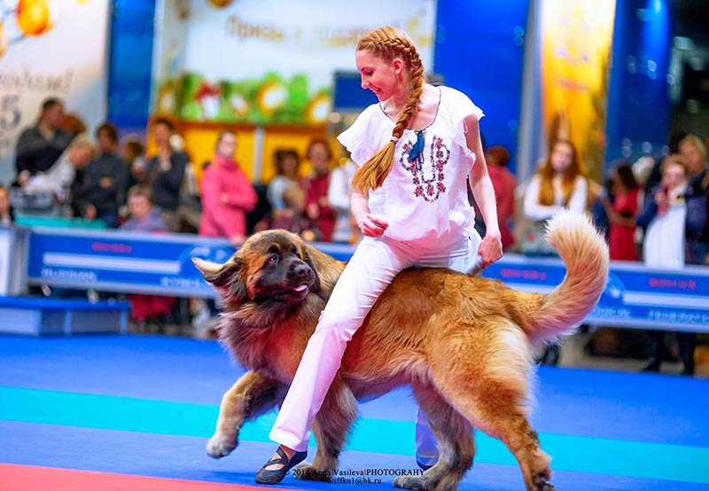 Leonberger sales guard dog