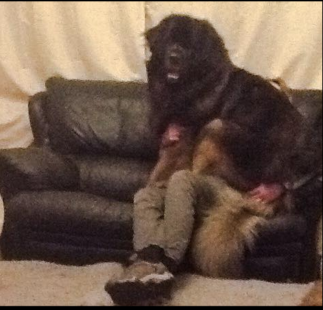 leonberger lap