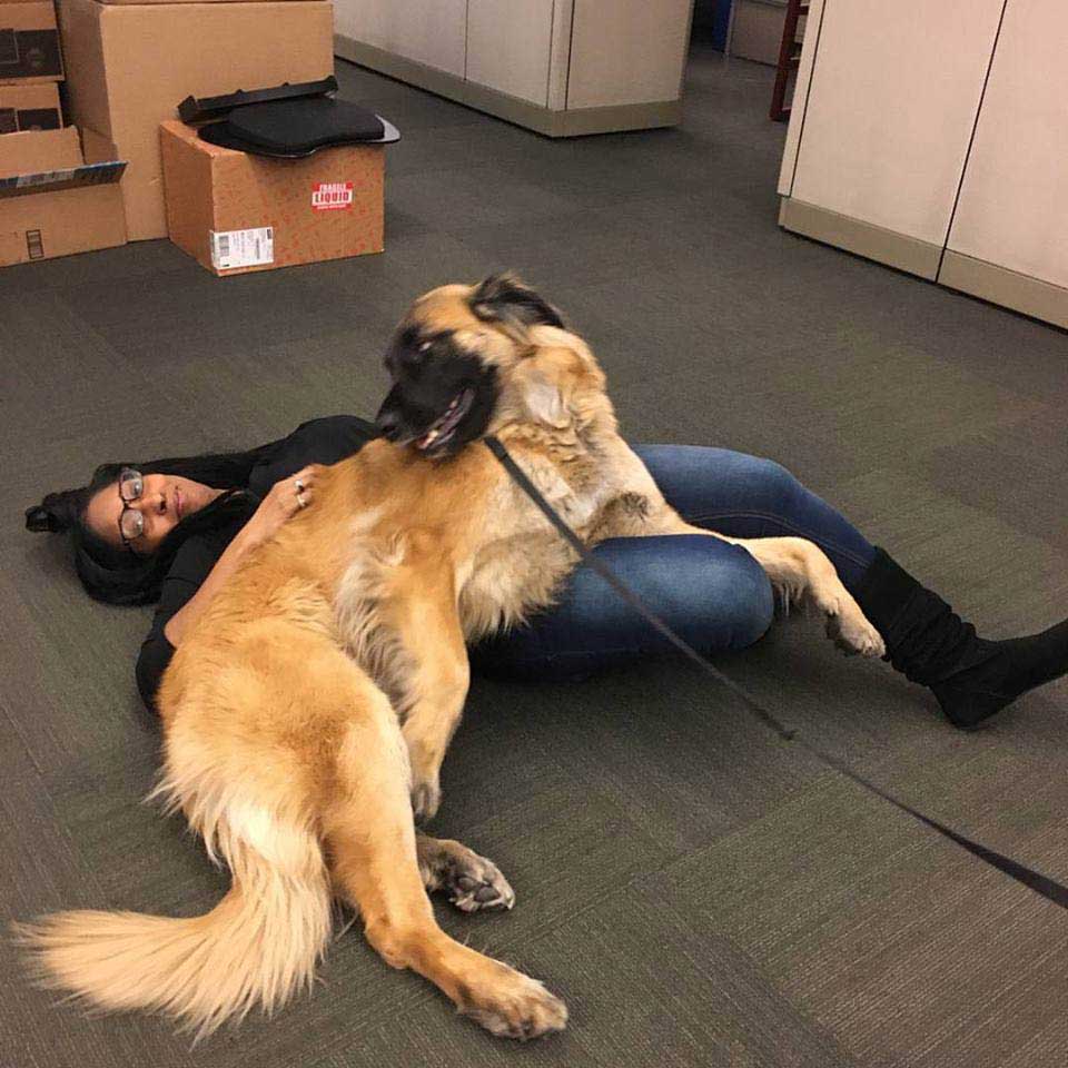 leonberger