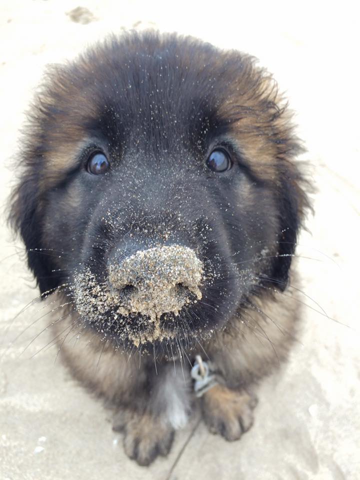 leonberger puppy