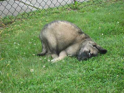 leonberger puppy