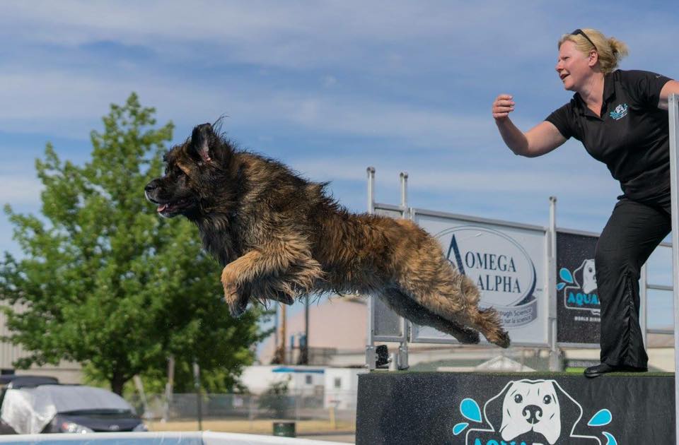 leonberger