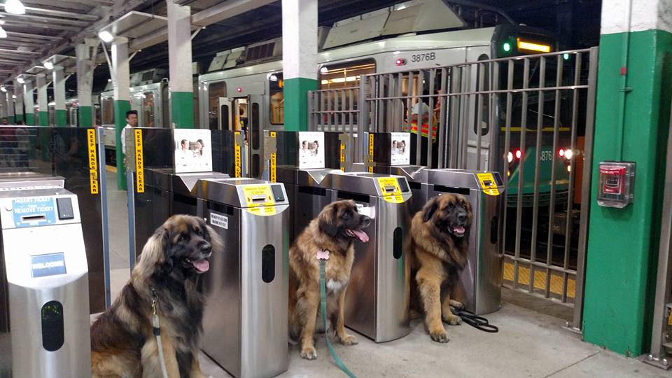 leonberger