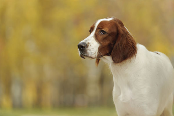 Flaunt Your Red Hair With These Beautiful Red Haired Breeds American Kennel Club