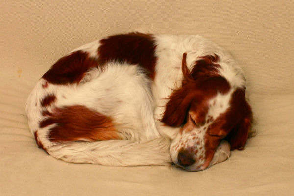 Flaunt Your Red Hair With These Beautiful Red Haired Breeds American Kennel Club