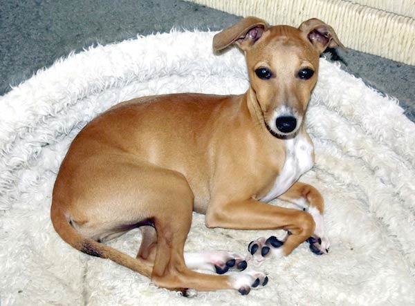 Italian Greyhound puppy in bed