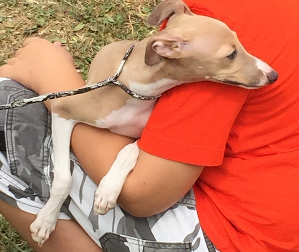 italian greyhound puppy and child