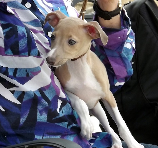 Italian Greyhound in lap