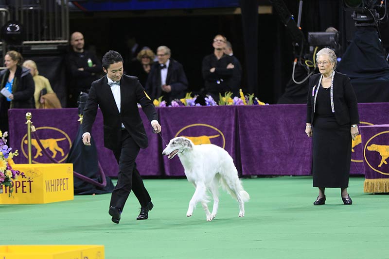 How Judges Pick the Winners at a Dog Show; Judges Explain Their Thought