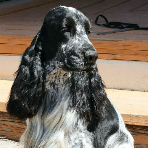 Blue rome cocker store spaniel