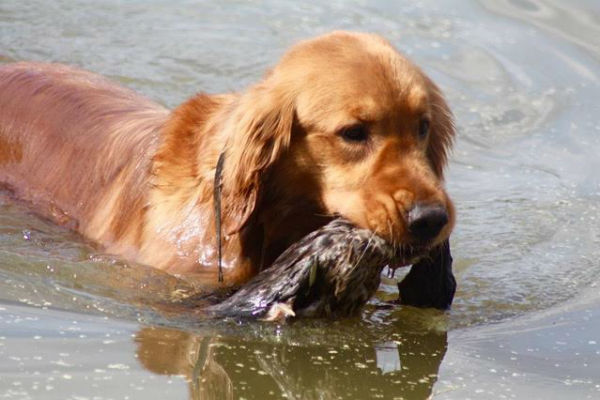 Golden Retriever retrieving a game bird