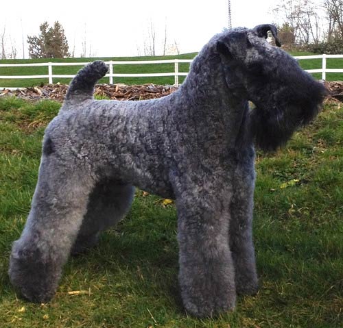 Kerry blue store terrier cross poodle