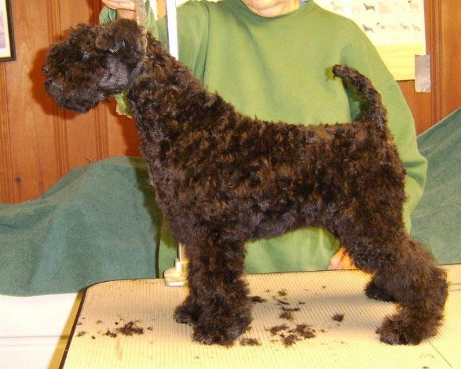 Bluebeard kerry hot sale blue terriers