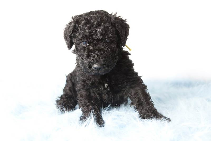 Blue sales terrier puppy