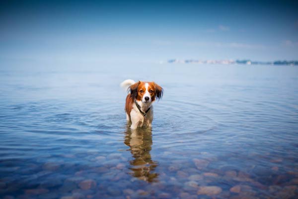 Nederlandse Kooikerhondje: It's Tongue-Twisting to ...