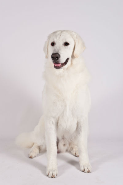 kuvasz sitting