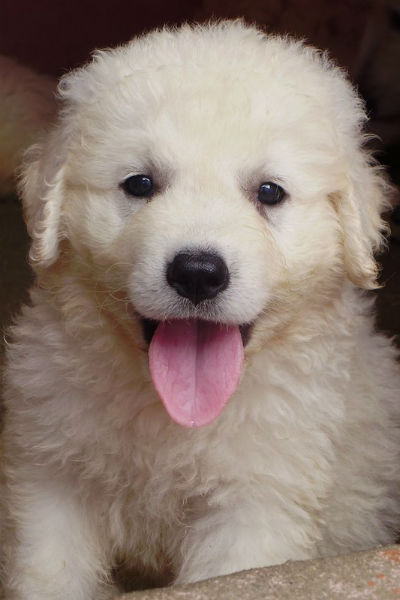 Kuvasz store husky mix