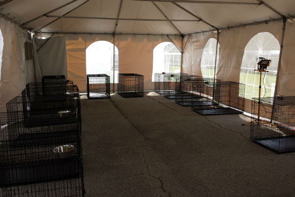 large dog housing set up