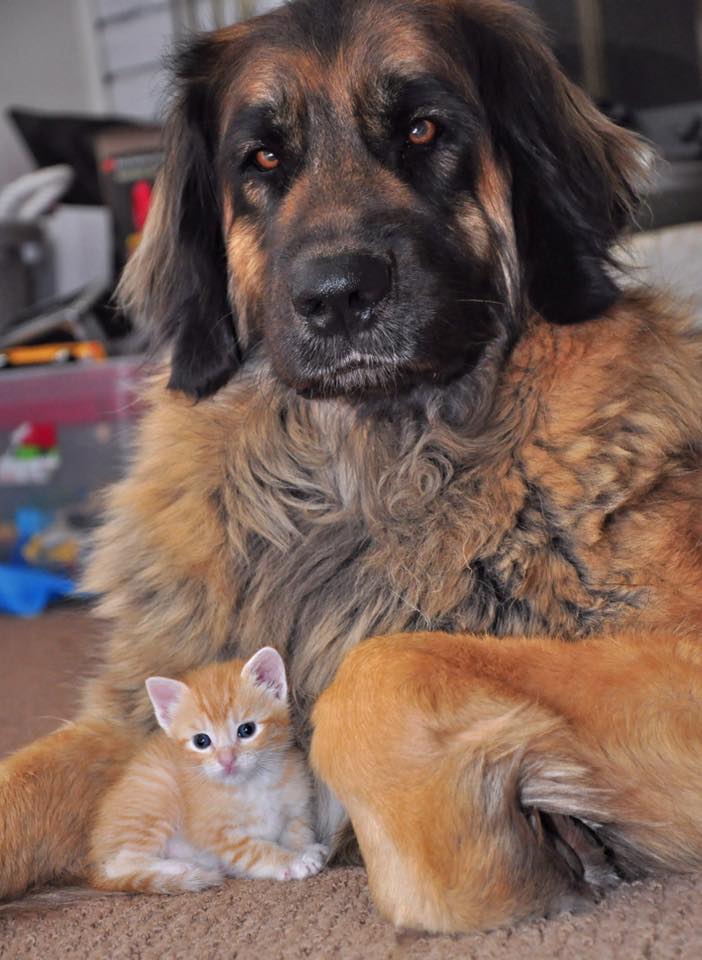 leonberger kitten