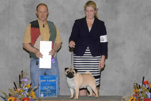Pug at a dog show winning a conformation class