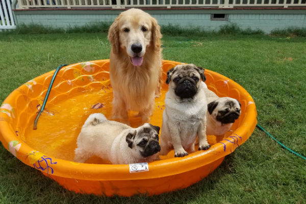Golden Retriever and three Pugs play in a swimming pool