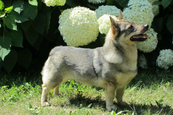 swedish vallhund