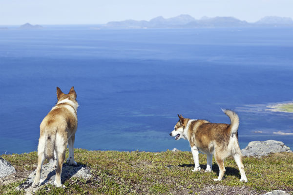 Norwegian 2024 lundehund climbing