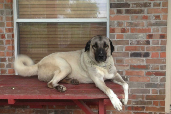 the Anatolian Shepherd Dog 