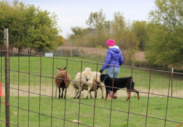 Rottweiler 2024 herding sheep