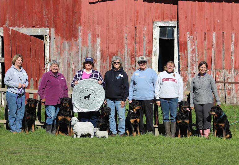 rottweiler herding