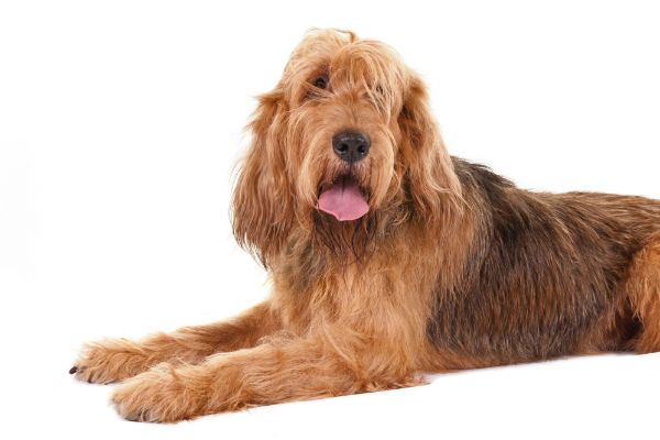 Rare Dog Breeds You Never Knew Existed 