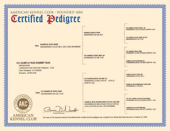 Kennel club store 5 generation pedigree