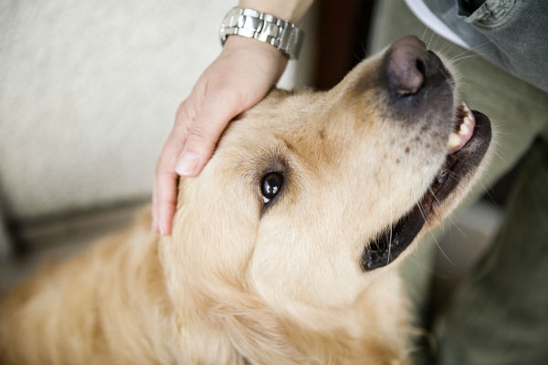 5 Ways Dogs Help Humans Be Healthier And Happier American Kennel Club