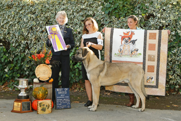 Anatolian shepherd store westminster dog show