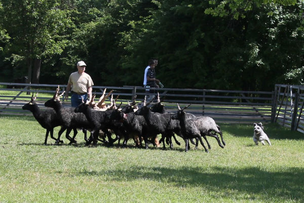 pumi herding