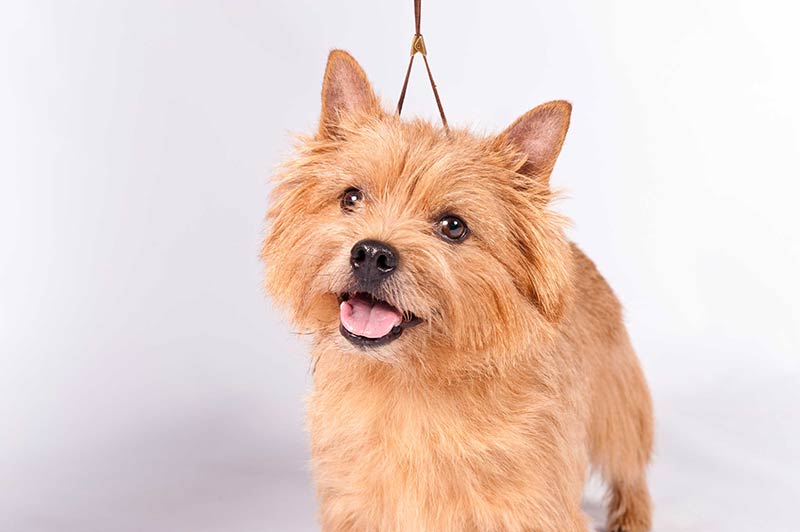 are norwich terrier the most intelligent dogs