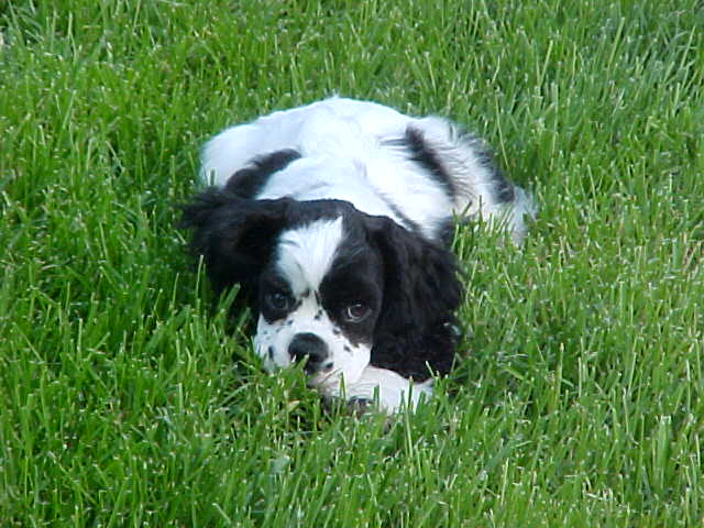 cocker spaniel