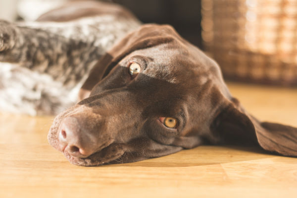 resting puppy