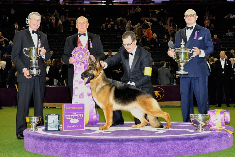 2008 Ch. KRun’s Park Me In First American Kennel Club