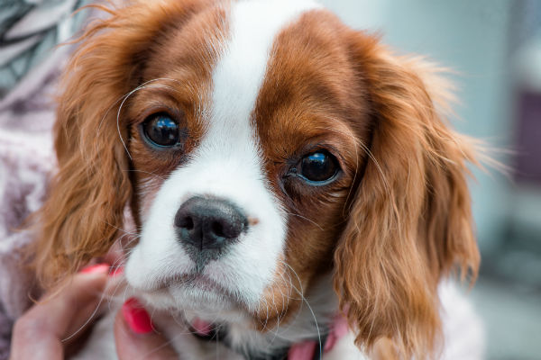 magnesium for dog anxiety