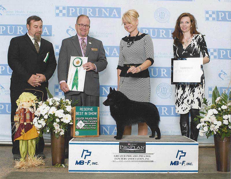 Schipperke westminster dog store show