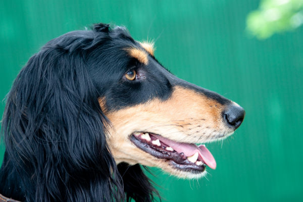 what are saluki dogs used for